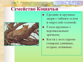 Многообразие млекопитающих, слайд 19