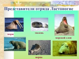 Многообразие млекопитающих, слайд 25
