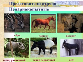 Многообразие млекопитающих, слайд 31