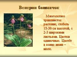 Некоторые растения и животные, включённые в Красную книгу Мурманской области, слайд 2