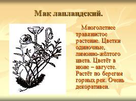 Некоторые растения и животные, включённые в Красную книгу Мурманской области, слайд 3