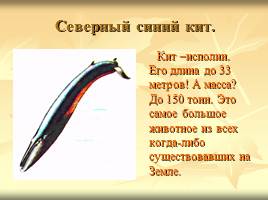 Некоторые растения и животные, включённые в Красную книгу Мурманской области, слайд 5