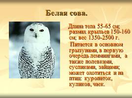 Некоторые растения и животные, включённые в Красную книгу Мурманской области, слайд 6