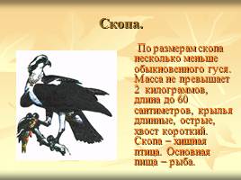 Некоторые растения и животные, включённые в Красную книгу Мурманской области, слайд 7