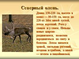 Некоторые растения и животные, включённые в Красную книгу Мурманской области, слайд 8