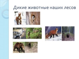 Дикие животные наших лесов, слайд 9
