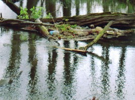 Проект на тему «Изучение экологического состояния водоема Верхний пруд», слайд 11