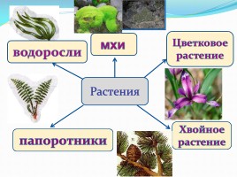 Растение - живой организм, слайд 12