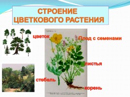 Растение - живой организм, слайд 15