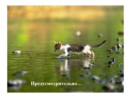 Шутливый ролик «Котята», слайд 10