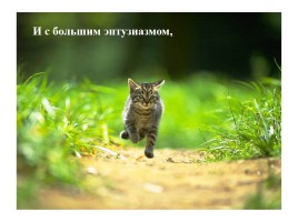 Шутливый ролик «Котята», слайд 15