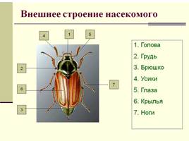 Класс насекомые, слайд 3