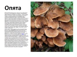 Съедобные и несъедобные грибы, слайд 13