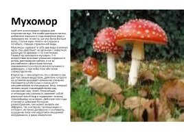 Съедобные и несъедобные грибы, слайд 2