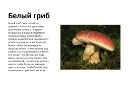 Съедобные и несъедобные грибы, слайд 7