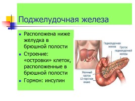 Железы внутренней секреции, слайд 11