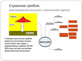 Царство Грибы, слайд 5