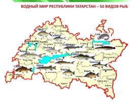 Разнообразие природы Республики Татарстан, слайд 13