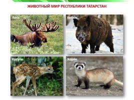 Разнообразие природы Республики Татарстан, слайд 15