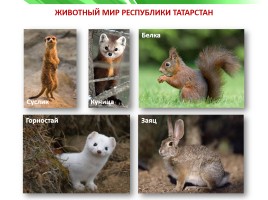 Разнообразие природы Республики Татарстан, слайд 16