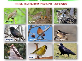 Разнообразие природы Республики Татарстан, слайд 17