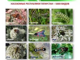 Разнообразие природы Республики Татарстан, слайд 18