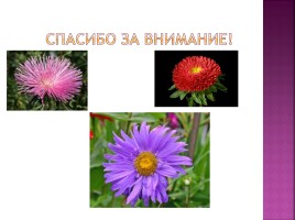 Цветоводство и декоративное садоводство, слайд 11