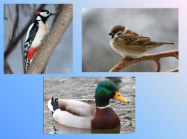 Урок-исследование «Кто такие птицы?», слайд 17