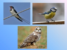 Урок-исследование «Кто такие птицы?», слайд 18