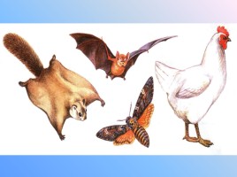 Урок-исследование «Кто такие птицы?», слайд 5