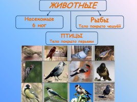 Урок-исследование «Кто такие птицы?», слайд 7