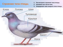 Урок-исследование «Кто такие птицы?», слайд 8
