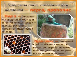Исследование организации и продуктов жизнедеятельности пчёл в улье, слайд 10