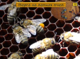 Исследование организации и продуктов жизнедеятельности пчёл в улье, слайд 12