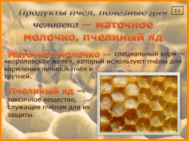 Исследование организации и продуктов жизнедеятельности пчёл в улье, слайд 14