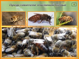 Исследование организации и продуктов жизнедеятельности пчёл в улье, слайд 4