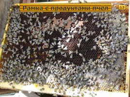 Исследование организации и продуктов жизнедеятельности пчёл в улье, слайд 8