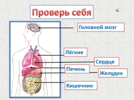 Строение тела человека, слайд 22