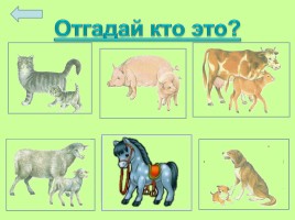 Домашние животные, слайд 2