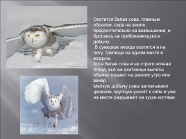 Полярная сова - волшебный оберег, слайд 19