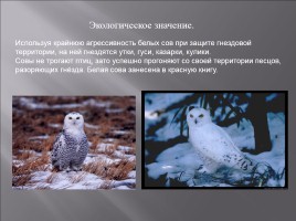 Полярная сова - волшебный оберег, слайд 21