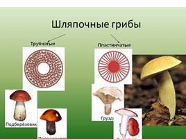 Шляпочные грибы, слайд 4