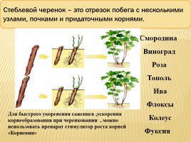 Вегетативное размножение покрытосеменных растений, слайд 10