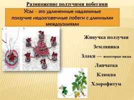 Вегетативное размножение покрытосеменных растений, слайд 11