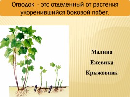 Вегетативное размножение покрытосеменных растений, слайд 12