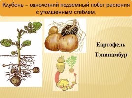 Вегетативное размножение покрытосеменных растений, слайд 16