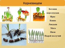 Вегетативное размножение покрытосеменных растений, слайд 18