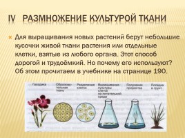 Вегетативное размножение покрытосеменных растений, слайд 22