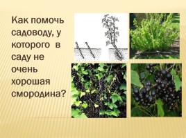 Вегетативное размножение покрытосеменных растений, слайд 30