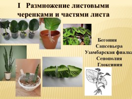 Вегетативное размножение покрытосеменных растений, слайд 7